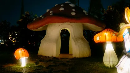 The Economist: 29 de clerici au mâncat ciuperci magice într-un experiment Johns Hopkins