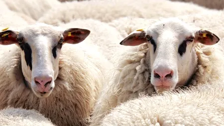 Deficitul de alimente şi animale vii se adânceşte, ajungând la 5 miliarde de euro