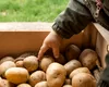 Unde găsești cele mai mici prețuri la cartofi în România. Topul piețelor din orașele țării în 2025