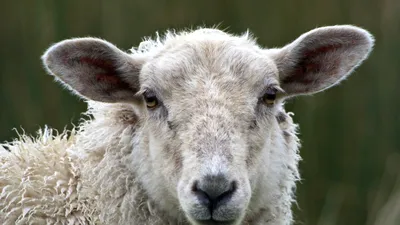 Războiul din Orientul Mijlociu pune presiune pe fermierii români. Exporturile de oi și capre către țările arabe ar putea fi afectate