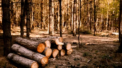 Investigație explozivă: IKEA, acuzată că taie pădurile rare din România