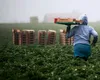 Economiile bogate au nevoie de muncitori imigranți
