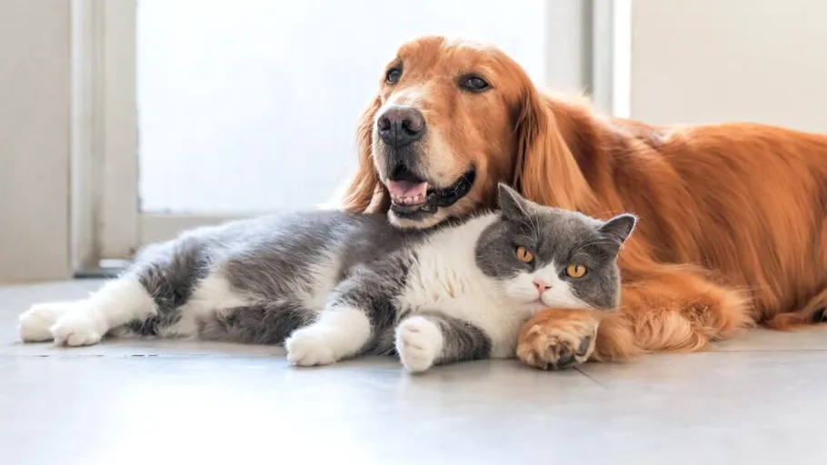 Pisicile cuceresc planeta în 2025. „Favoritismul felin” împinge industria de îngrijire a animalelor la 207 miliarde de dolari