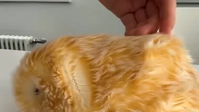 Animalele AI. Casio a prezentat Moflin, un hamster de pluș robotizat