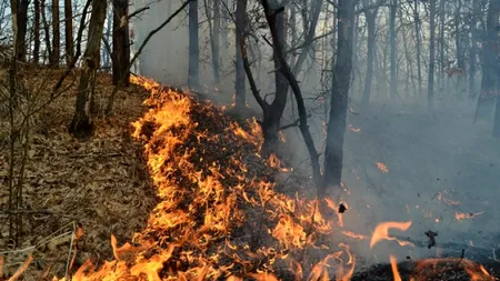 Reuters: Incendiile de vegetație din Europa pun presiune pe piața asigurărilor și evidențiază lipsa protecției împotriva riscurilor climatice