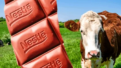 Nestle se retrage din alianța pentru reducerea emisiilor de metan din lactate, după mai puțin de doi ani