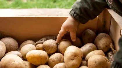 Unde găsești cele mai mici prețuri la cartofi în România. Topul piețelor din orașele țării în 2025