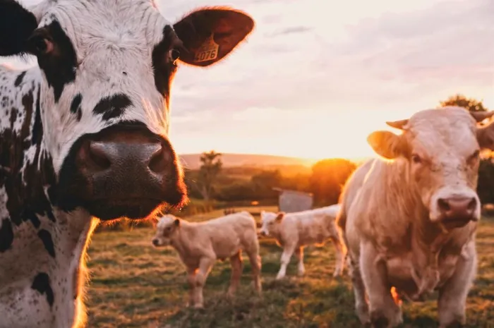 Foto: Unsplash