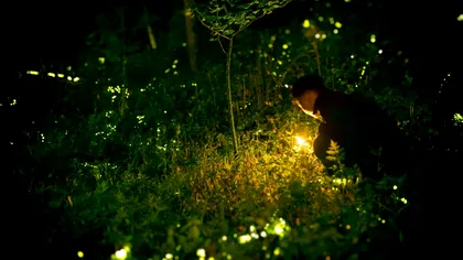 Cum ar putea civilizațiile avansate să comunice precum licuricii