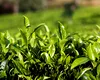Kenya rupe „sigiliul broaștei verzi” al Rainforest Alliance: costurile certificării eco apasă pe umerii micilor fermieri