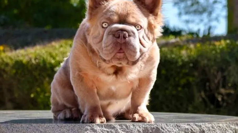 Un bulldog francez a ajuns să coste o avere: 120.000 de dolari pentru Rope Daddy. Ce îl face așa de prețios