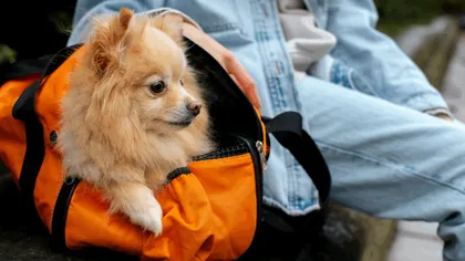 Câinele pierdut este egal cu bagajul pierdut pentru companiile aeriene. Ce despăgubiri se aplică