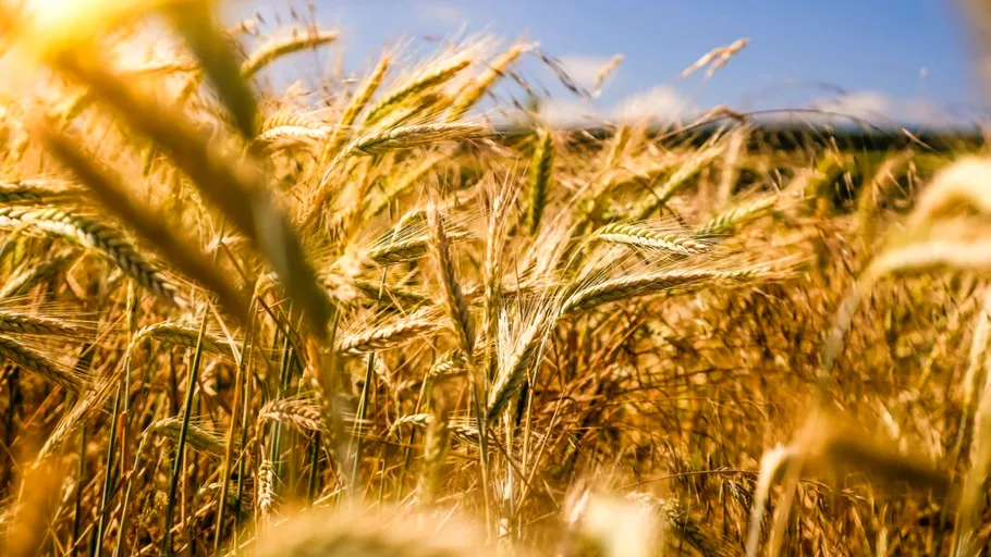 Fermierii, în prima linie a crizei climatice: peste 80% dintre agricultorii britanici se tem pentru viitorul meseriei lor