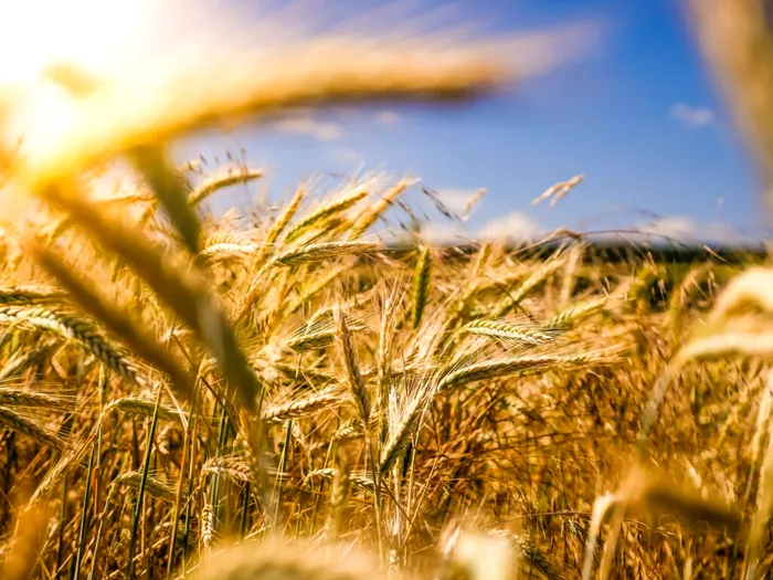 Fermierii, în prima linie a crizei climatice: peste 80% dintre agricultorii britanici se tem pentru viitorul meseriei lor / Foto: Unsplash
