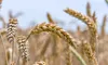 România a devenit cel mai mare exportator de grâu moale din Uniunea Europeană