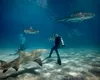 Rechinii devin testeri oficiali pentru costumele de scufundare