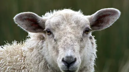 Războiul din Orientul Mijlociu pune presiune pe fermierii români. Exporturile de oi și capre către țările arabe ar putea fi afectate