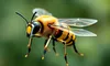 Chinezii au creat cyber-albina, prin fuziunea naturii cu tehnologia. Poate fi controlată de la distanță și face munci remarcabile
