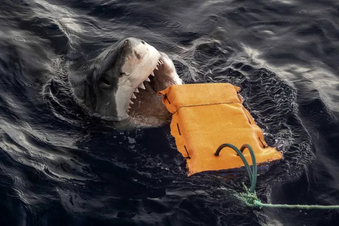 Rechinii devin testeri oficiali pentru costumele de scufundare