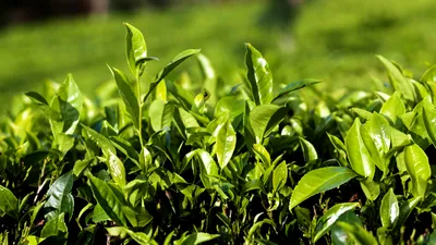 Kenya rupe „sigiliul broaștei verzi” al Rainforest Alliance: costurile certificării eco apasă pe umerii micilor fermieri