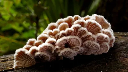 Viitor biodegradabil: Ambalajele smart din ciuperci devin realitate