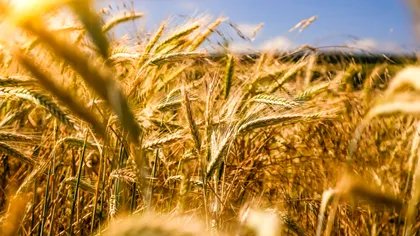 Fermierii, în prima linie a crizei climatice: peste 80% dintre agricultorii britanici se tem pentru viitorul meseriei lor