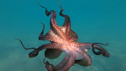 Invazia caracatițelor marocane pune în pericol industria fructelor de mare din Marea Britanie