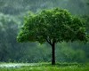 Ecologia, cimitirul start-up-urilor americane: tech-ul climatic din SUA, amenințat de o eventuală administrație Trump 2.0