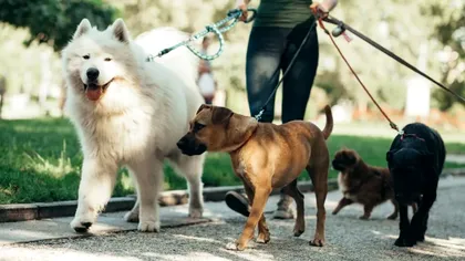 Ministerul Muncii: 19 noi meserii vor fi incluse în Clasificarea Ocupațiilor din România (COR) - IT, sport, știință și arte