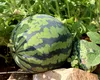 România, al cincilea producător de pepeni din UE. Importurile acoperă doar jumătate din consum