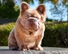 Un bulldog francez a ajuns să coste o avere: 120.000 de dolari pentru Rope Daddy. Ce îl face așa de prețios