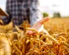 APIA finalizează campania de primire a cererilor de plată. Când își primesc banii fermierii?