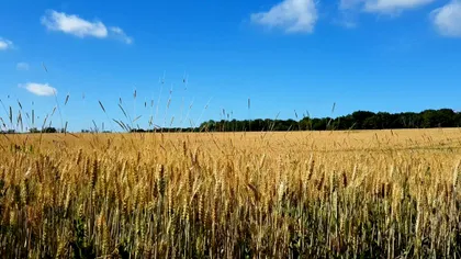 România ajunge în top 12 țări capabile să își asigure hrana din resurse interne