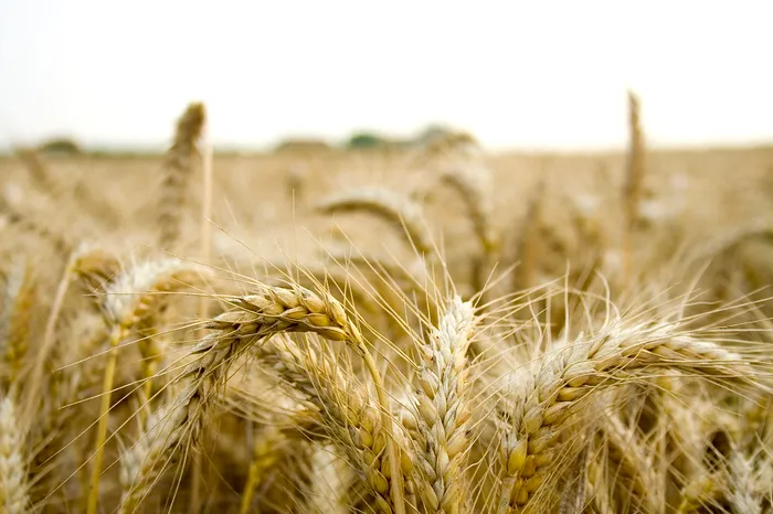 România a exportat cereale de peste un miliard de euro până în aprilie