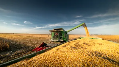 România se pregătește să redevină grânarul Europei, cu cea mai mare producție de grâu din ultimii 28 de ani