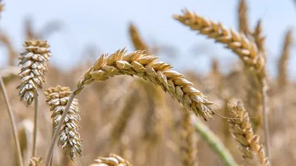 România a devenit cel mai mare exportator de grâu moale din Uniunea Europeană