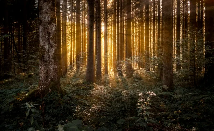 Foto: Unsplash