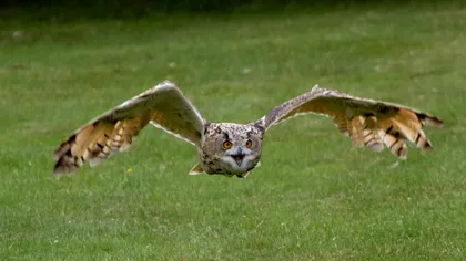 Bufnițele inspiră o nouă tehnologie de reducere a zgomotului