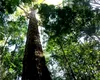 Cum rezistă arborii din Amazon schimbărilor climatice