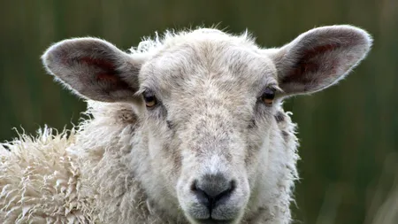 Exporturile de produse animale ale României cresc puternic. Piețe noi din Asia, Africa și America pentru fermierii români