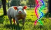 Super-porcii modificați genetic, rezistenți la boli, ar putea ajunge pe mesele consumatorilor în 2026. Autoritățile au dat undă verde