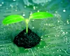Rămâne Marea Britanie fidelă obiectivelor Net Zero?