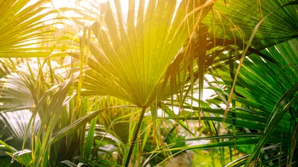 O tehnologie revoluționară ar putea înlocui uleiul de palmier, folosit la scară largă în industria alimentară și cosmetică