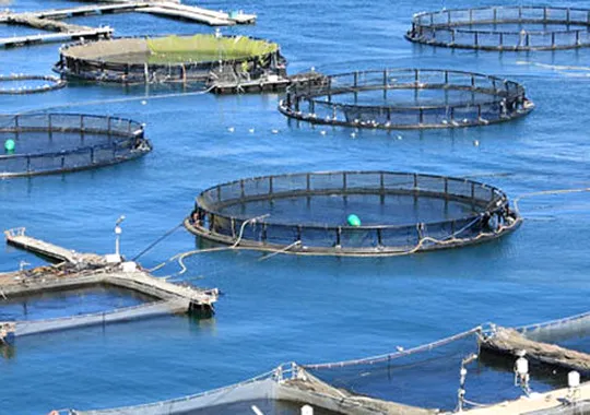 România pierde un sector strategic. De la producător important la dependent de importuri