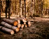 Investigație explozivă: IKEA, acuzată că taie pădurile rare din România