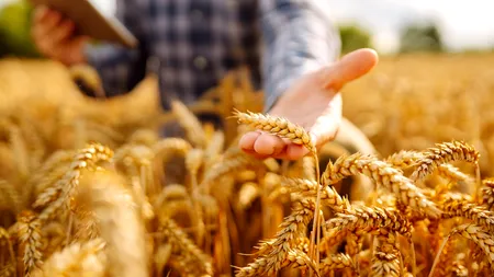 APIA finalizează campania de primire a cererilor de plată. Când își primesc banii fermierii?