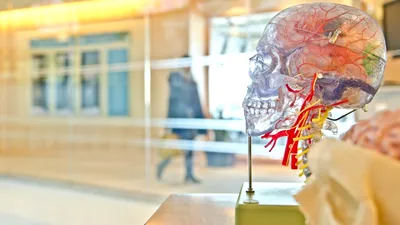 Cercetătorii susțin că dezvoltarea unor corpuri umane fără creier ar putea salva vieți. Dar este etic?