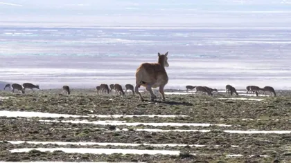 Robotul-antilopă, noua armă pentru conservarea faunei din Tibet (VIDEO)