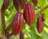 STUDIU. Degradarea climatică și pierderea biodiversității agravează „criza ciocolatei” din Uniunea Europeană. Sunt amenințate și importurile de orez și porumb