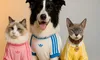 Adidas lansează colecția de haine pentru animale, redefinind moda pentru prietenii necuvântători